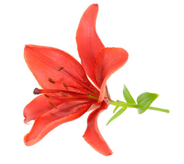 Beautiful Red Lily Isolated on White Background