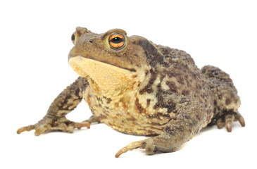 Brown Frog Isolated on White Background
