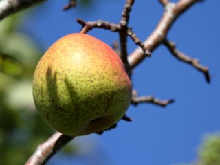 une poire sur fond de ciel bleu