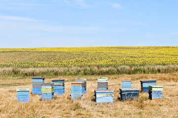Fototapeta premium Пасека