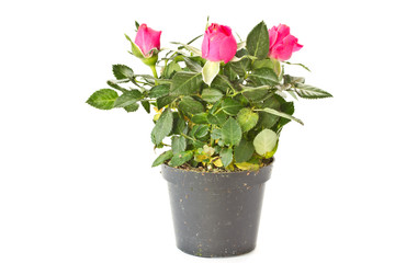 Red roses in a pot