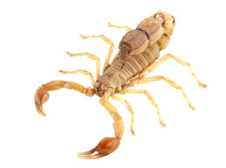 Scorpion