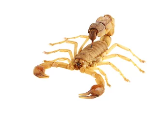 Selbstklebende Fototapeten Scorpion © Fyle
