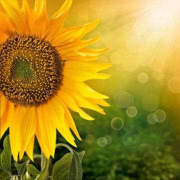 Abstract floral background with sunflower in the garden