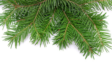 Pine branches