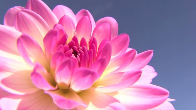 petali rosa fucsia viola