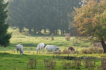 Fototapeta premium Cattle in in a pasture in autumn mist