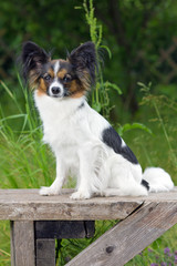 Papillon dog