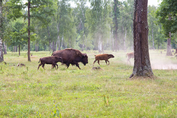 Aurochs