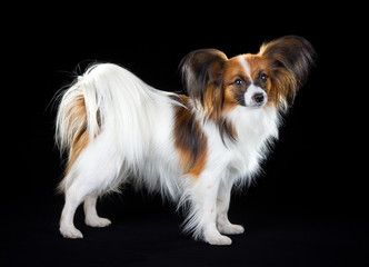 Papillon dog