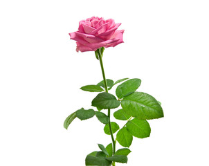 Fototapeta premium Pink rose on the white