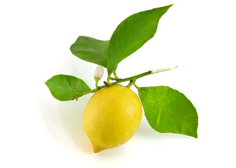 Lemon and green leaf isolated on the white
