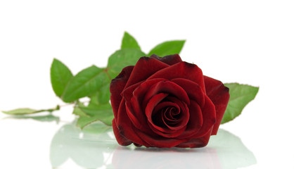 Red rose on the white