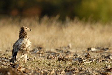 Un alimoche carroñero
