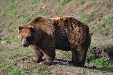 Braunbär