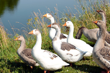 The gray and white geese near a pond on the farm.