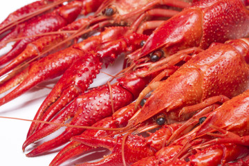 Red crayfish