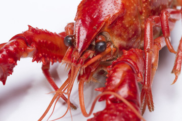 Red crayfish