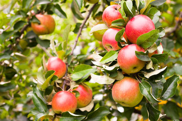 Apple tree detail