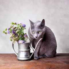Stilleben mit Katze
