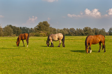 Three grazing horses in a Dutch meadow