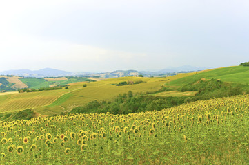Fototapeta na wymiar Marches (Italy) - Landscape at summer with sunflowers