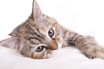 cat kitten white little nice pet