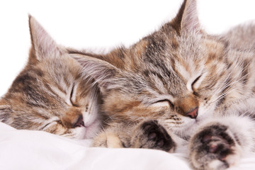 cat kitten white little nice pet