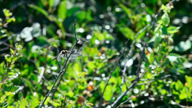 Dragonfly on a branch.