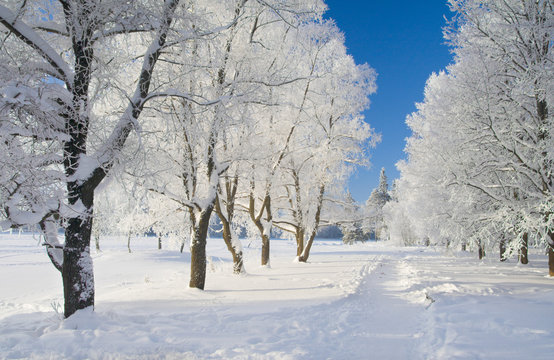 Fototapeta winter park
