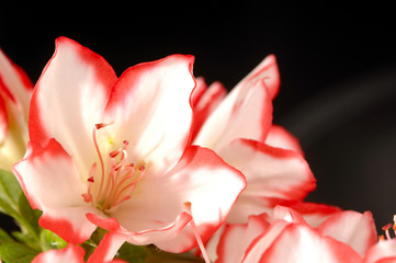 Azalea Blüte mit staubgefäßen