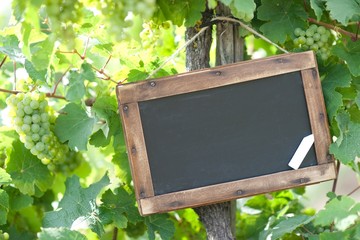 Tafel - Weinrebe