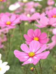 Obraz premium コスモス