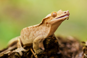 Crested Gecko (Rhacodactylus Ciliatus)