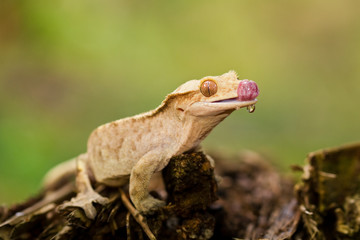 Fototapeta premium Crested Gecko (Rhacodactylus Ciliatus)