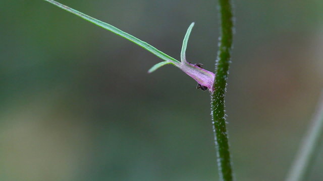 Ant on the plant stem. Macro.