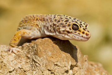 Reptile