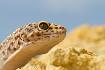 Reptile
