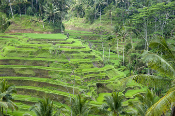 Rice terrace