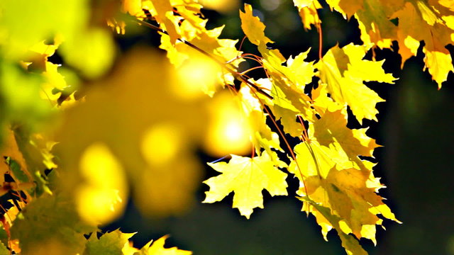 Yellow autumn leaves are shaken on a wind