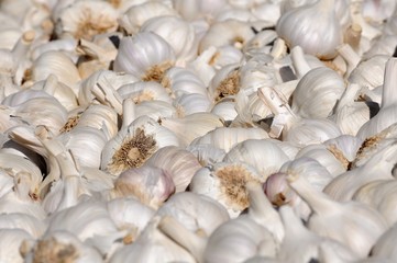 garlic