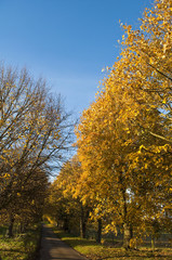 Fototapeta premium Country Lane in Autumn
