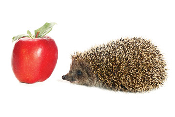Hedgehog and apple