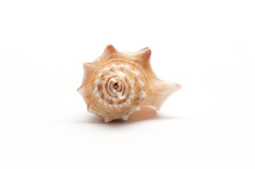 Sea shell