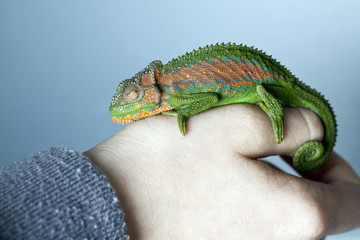 Chameleon on a hand