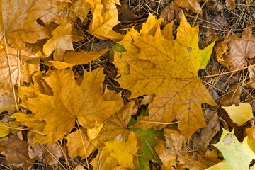 dry autumn leaves