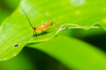 the common black cricket  in green nature