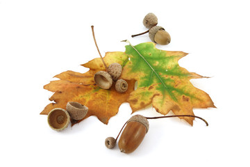 Acorns and an oak leaf
