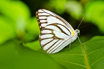 Fototapeta na wymiar butterfly in green nature
