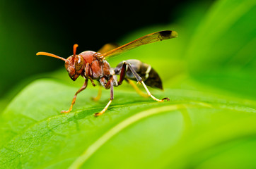 wasp in green nature or in garden